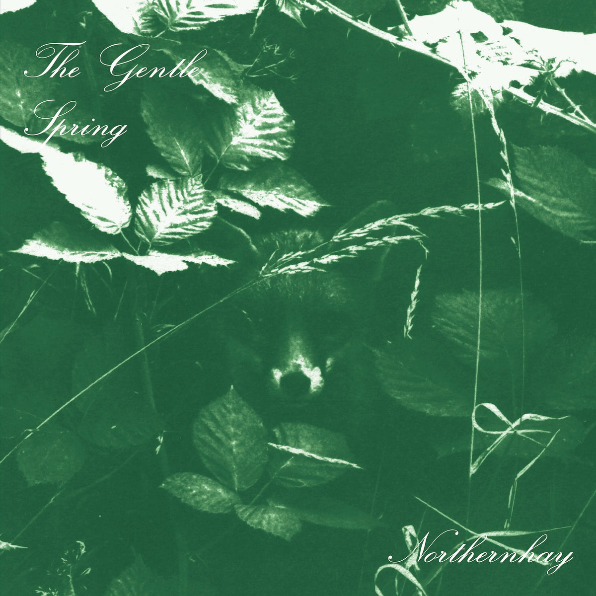 The Gentle Spring - Northernhay (album)